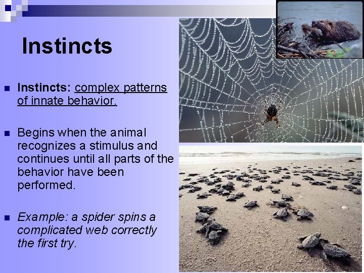 Instincts n Instincts: complex patterns of innate behavior. n Begins when the animal recognizes