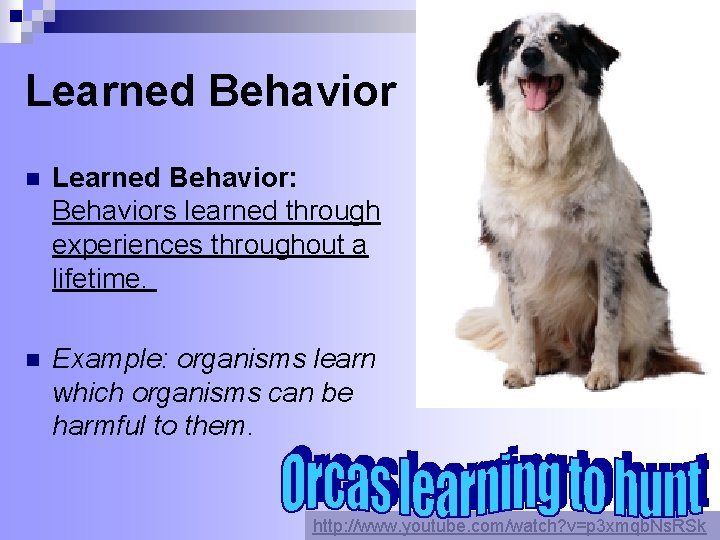 Learned Behavior n Learned Behavior: Behaviors learned through experiences throughout a lifetime. n Example: