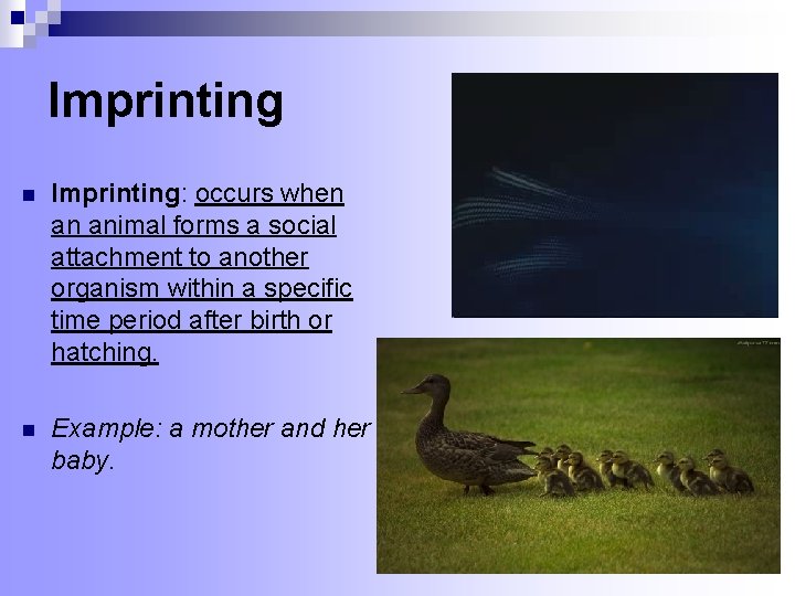 Imprinting n Imprinting: occurs when an animal forms a social attachment to another organism
