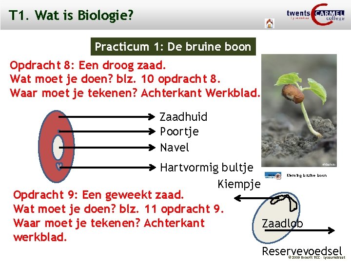 T 1. Wat is Biologie? Practicum 1: De bruine boon Opdracht 8: Een droog