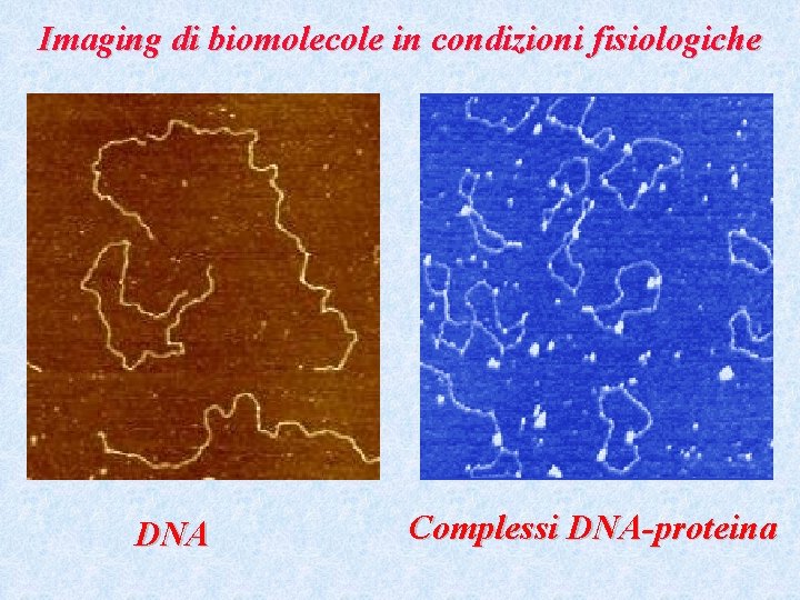 Imaging di biomolecole in condizioni fisiologiche DNA Complessi DNA-proteina 