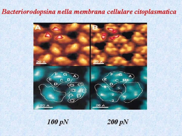 Bacteriorodopsina nella membrana cellulare citoplasmatica 100 p. N 200 p. N 