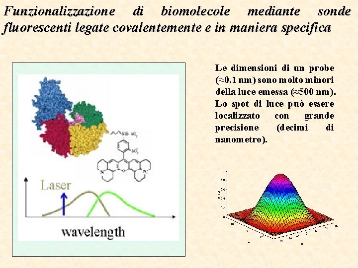 Funzionalizzazione di biomolecole mediante sonde fluorescenti legate covalentemente e in maniera specifica Le dimensioni