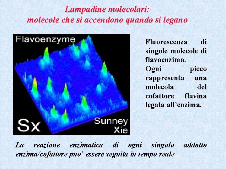 Lampadine molecolari: molecole che si accendono quando si legano Fluorescenza di singole molecole di