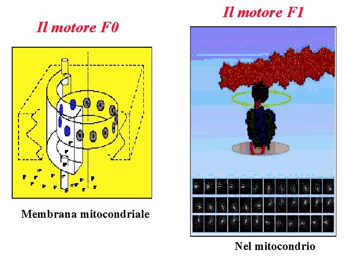 Il motore F 0 Il motore F 1 Membrana mitocondriale Nel mitocondrio 