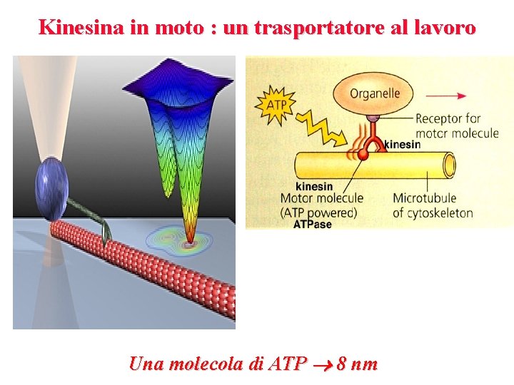 Kinesina in moto : un trasportatore al lavoro Una molecola di ATP 8 nm