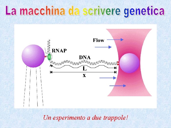 Un esperimento a due trappole! 