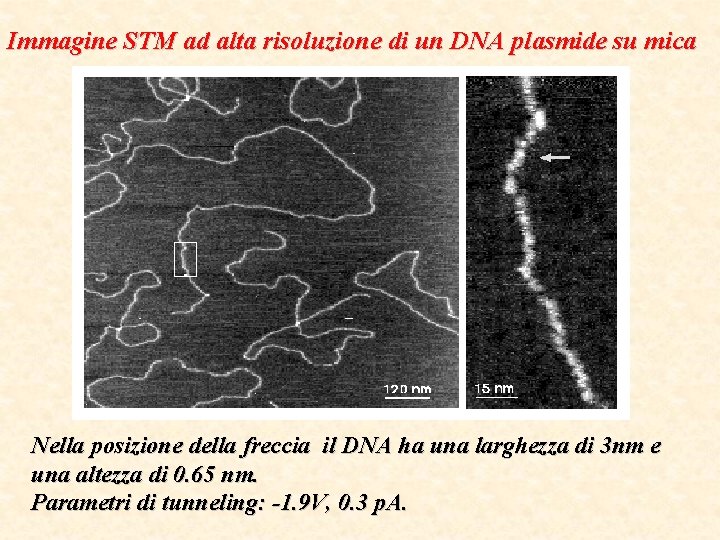 Immagine STM ad alta risoluzione di un DNA plasmide su mica Nella posizione della