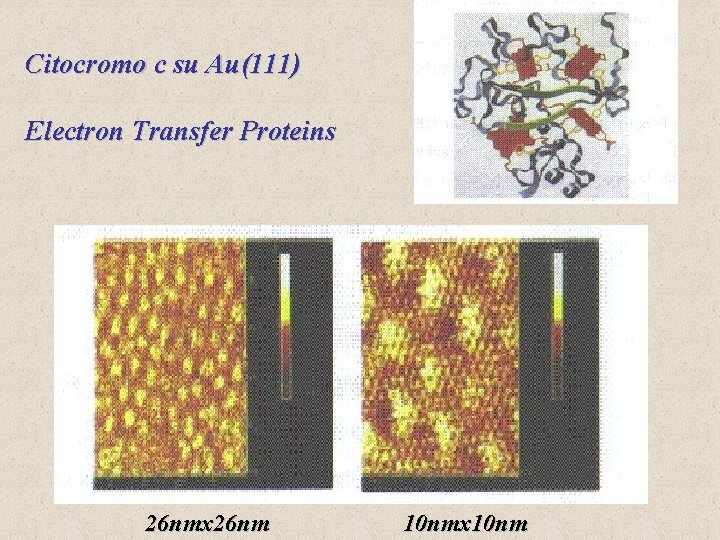 Citocromo c su Au(111) Electron Transfer Proteins 26 nmx 26 nm 10 nmx 10