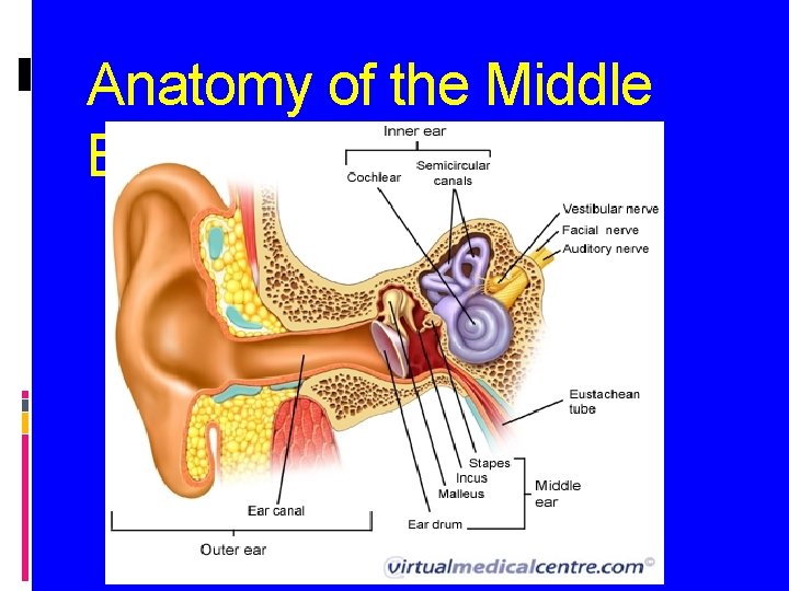 Anatomy of the Middle Ear 