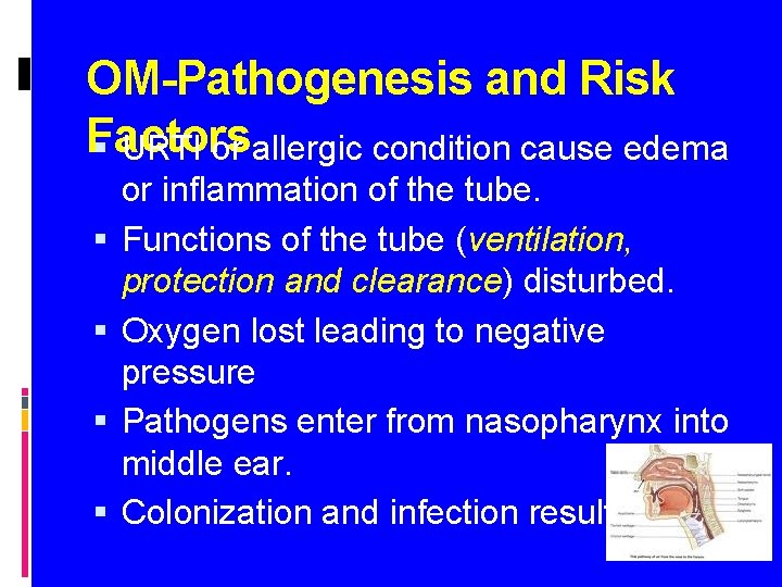 OM-Pathogenesis and Risk Factors URTI or allergic condition cause edema or inflammation of the