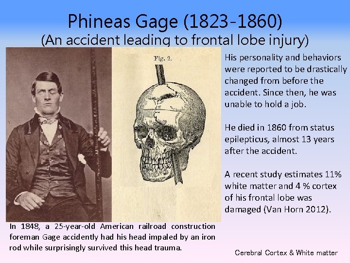 Phineas Gage (1823 -1860) (An accident leading to frontal lobe injury) His personality and