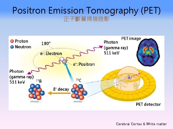 Positron Emission Tomography (PET) 正子斷層掃描造影 Cerebral Cortex & White matter 