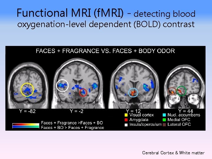 Functional MRI (f. MRI) - detecting blood oxygenation-level dependent (BOLD) contrast Cerebral Cortex &