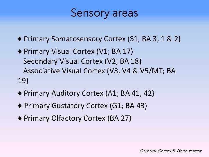 Sensory areas ♦ Primary Somatosensory Cortex (S 1; BA 3, 1 & 2) ♦