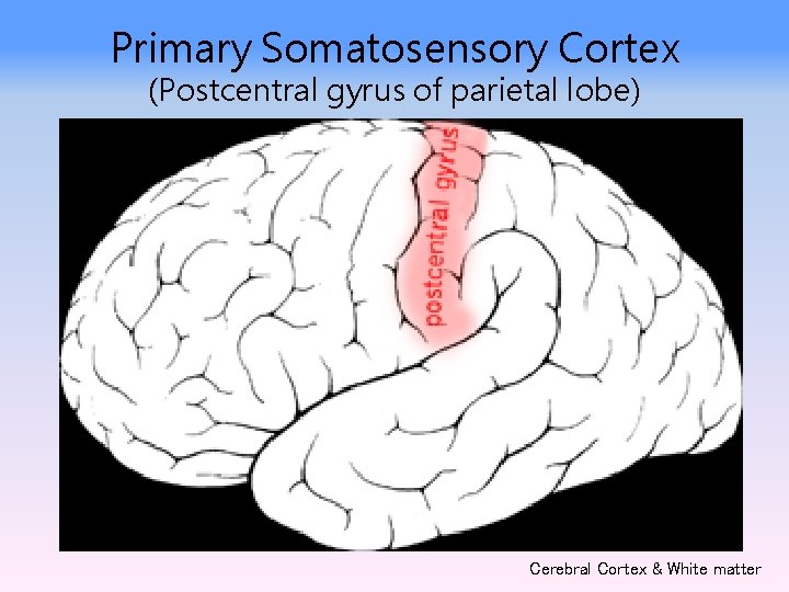 Primary Somatosensory Cortex (Postcentral gyrus of parietal lobe) Cerebral Cortex & White matter 