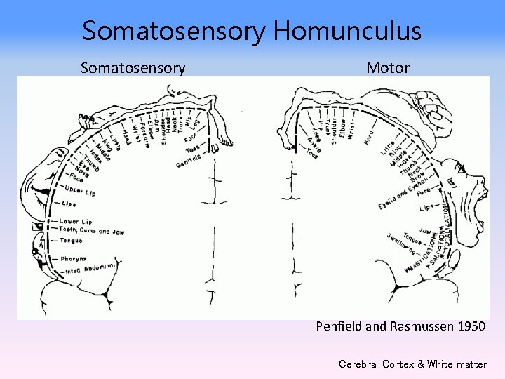 Somatosensory Homunculus Somatosensory Motor Penfield and Rasmussen 1950 Cerebral Cortex & White matter 