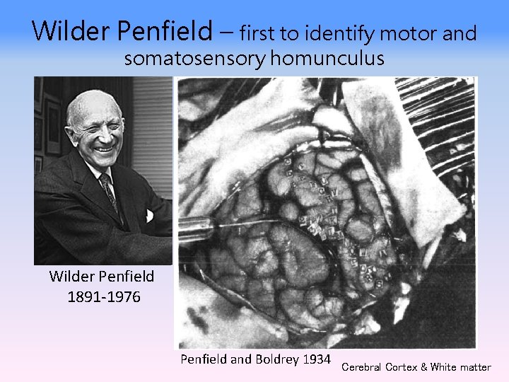 Wilder Penfield – first to identify motor and somatosensory homunculus Wilder Penfield 1891 -1976