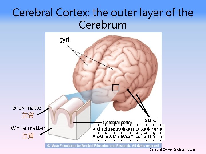 Cerebral Cortex: the outer layer of the Cerebrum gyri Grey matter 灰質 White matter