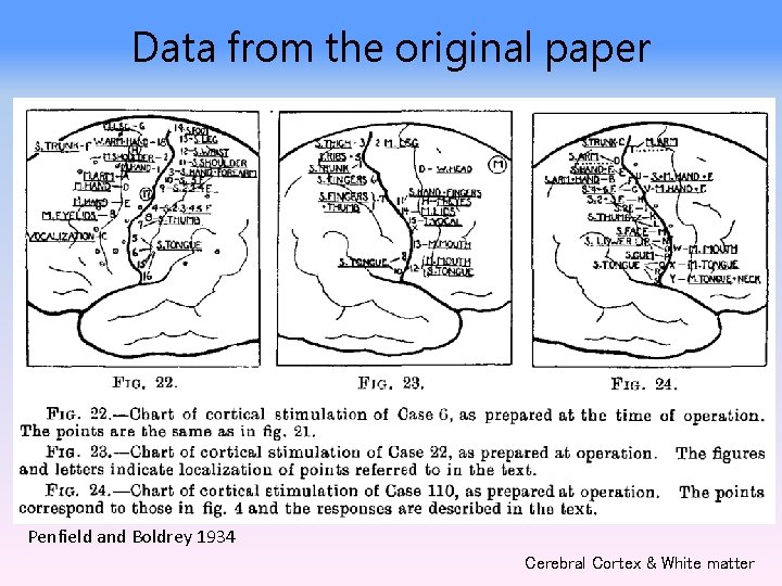 Data from the original paper Penfield and Boldrey 1934 Cerebral Cortex & White matter