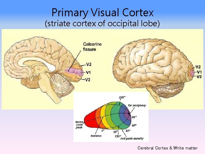 Primary Visual Cortex (striate cortex of occipital lobe) Cerebral Cortex & White matter 