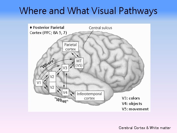 Where and What Visual Pathways ♦ Posterior Parietal Cortex (PPC; BA 5, 7) V