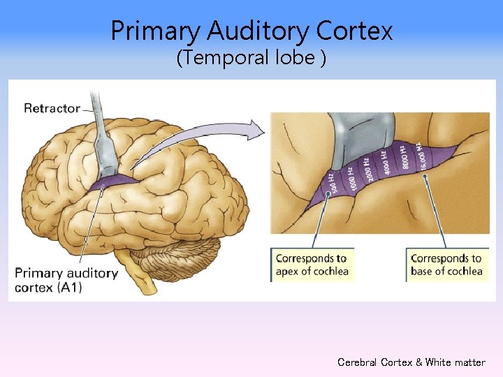 Primary Auditory Cortex (Temporal lobe ) Cerebral Cortex & White matter 