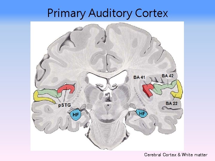 Primary Auditory Cortex Cerebral Cortex & White matter 