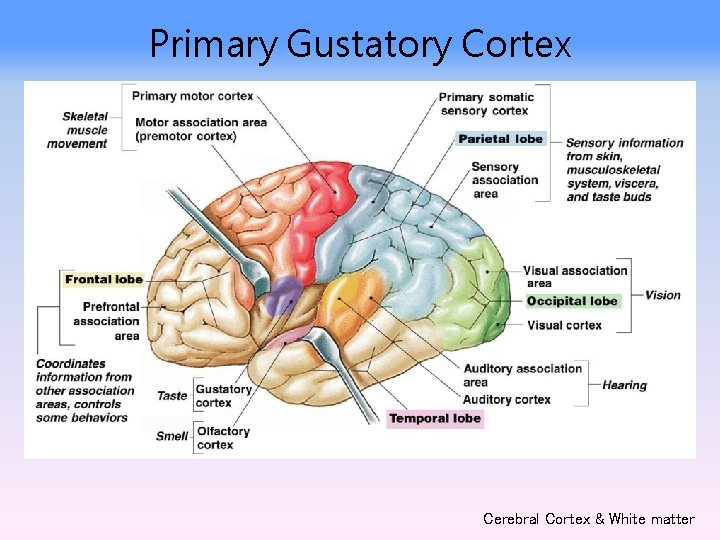 Primary Gustatory Cortex Cerebral Cortex & White matter 