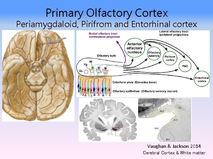 Primary Olfactory Cortex Periamygdaloid, Pirifrom and Entorhinal cortex Vaughan & Jackson 2014 Cerebral Cortex