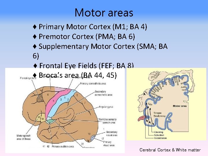 Motor areas ♦ Primary Motor Cortex (M 1; BA 4) ♦ Premotor Cortex (PMA;