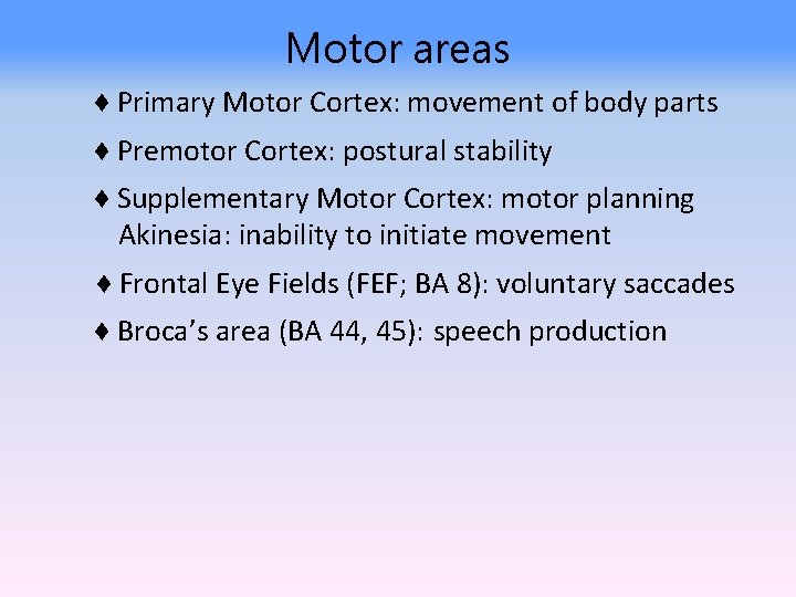 Motor areas ♦ Primary Motor Cortex: movement of body parts ♦ Premotor Cortex: postural