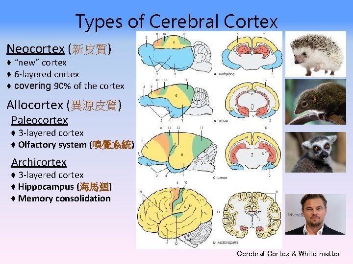 Types of Cerebral Cortex Neocortex (新皮質) ♦ “new” cortex ♦ 6 -layered cortex ♦