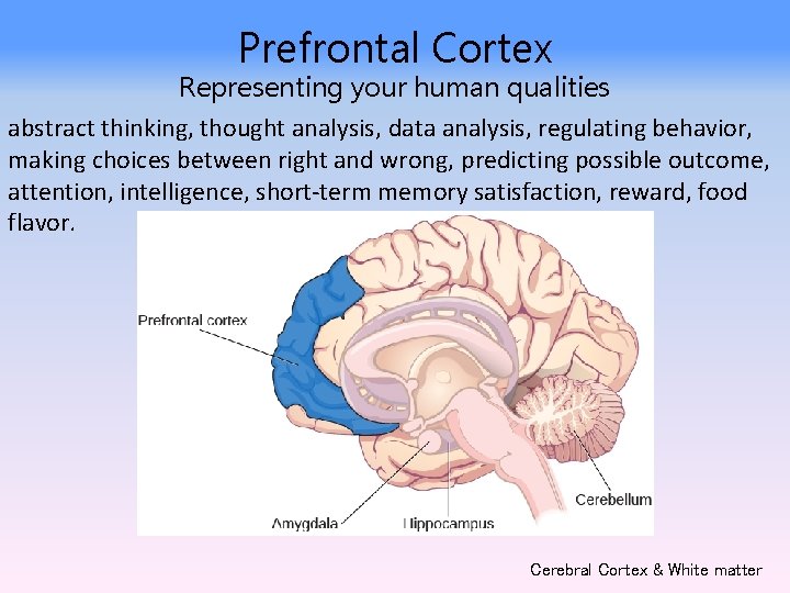 Prefrontal Cortex Representing your human qualities abstract thinking, thought analysis, data analysis, regulating behavior,