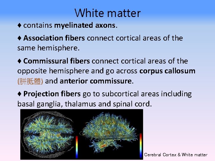 White matter ♦ contains myelinated axons. ♦ Association fibers connect cortical areas of the