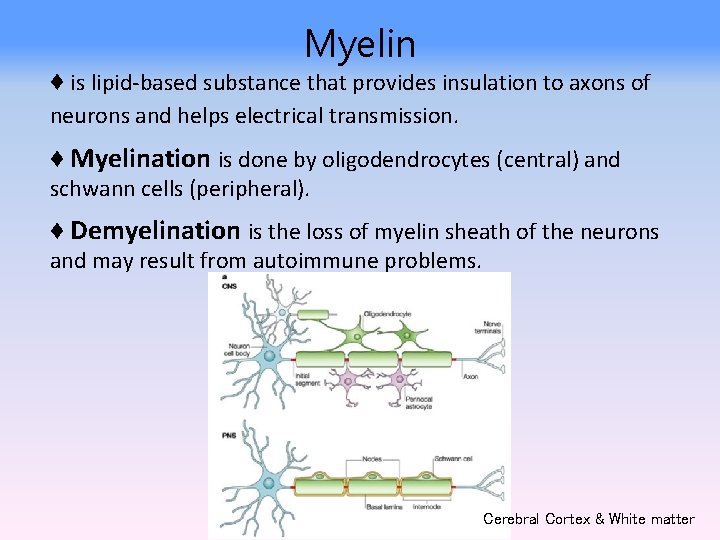 Myelin ♦ is lipid-based substance that provides insulation to axons of neurons and helps