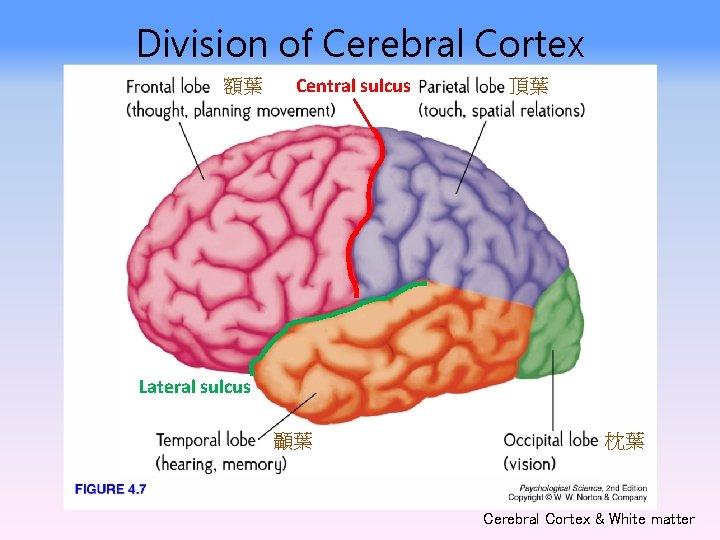 Division of Cerebral Cortex 額葉 Central sulcus 頂葉 Lateral sulcus 顳葉 枕葉 Cerebral Cortex