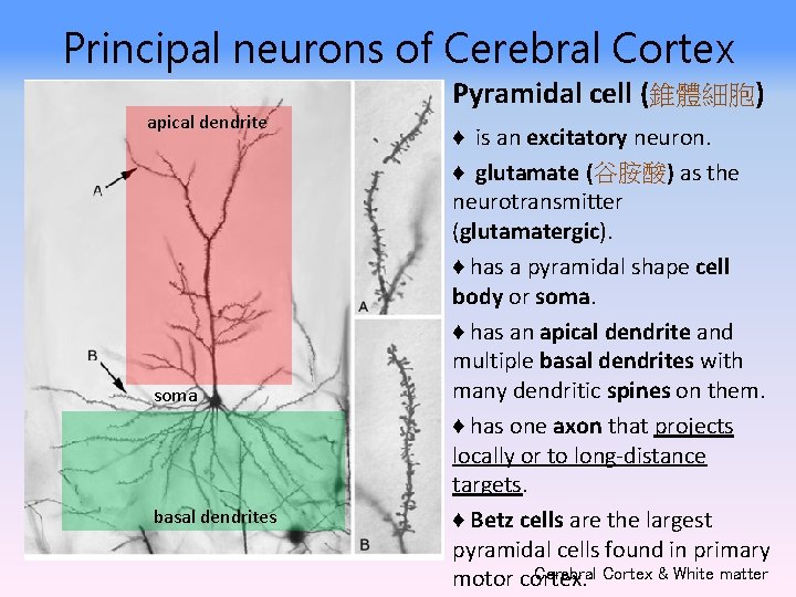 Principal neurons of Cerebral Cortex apical dendrite soma basal dendrites Pyramidal cell (錐體細胞) ♦