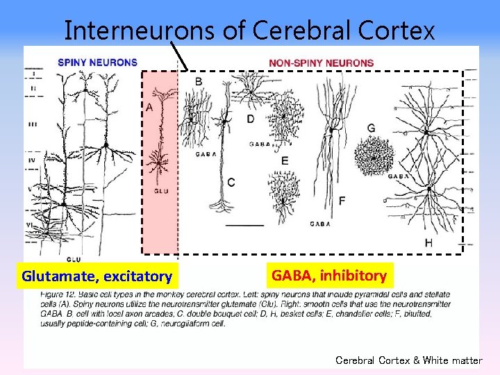 Interneurons of Cerebral Cortex Glutamate, excitatory GABA, inhibitory Cerebral Cortex & White matter 