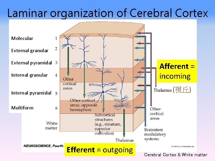 Laminar organization of Cerebral Cortex Molecular External granular External pyramidal Afferent = incoming Internal