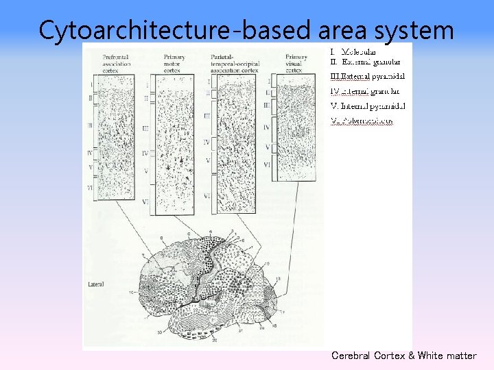 Cytoarchitecture-based area system Cerebral Cortex & White matter 