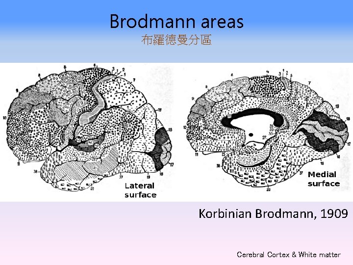 Brodmann areas 布羅德曼分區 Korbinian Brodmann, 1909 Cerebral Cortex & White matter 