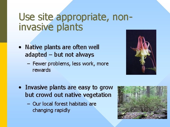 Use site appropriate, noninvasive plants • Native plants are often well adapted – but
