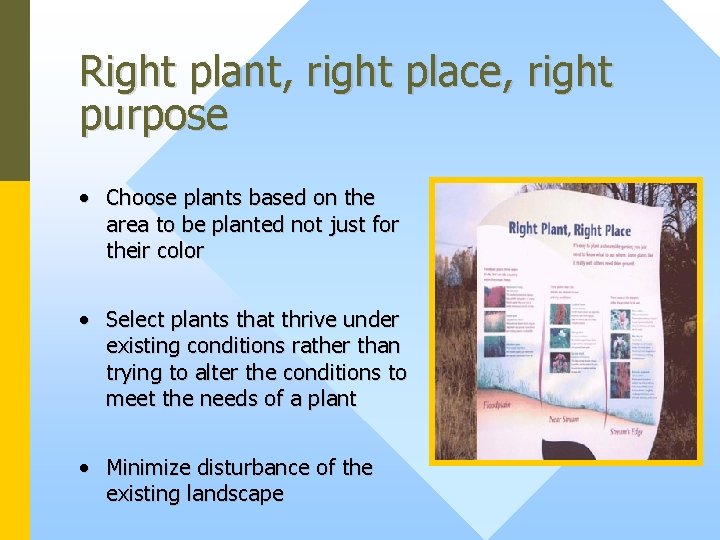 Right plant, right place, right purpose • Choose plants based on the area to