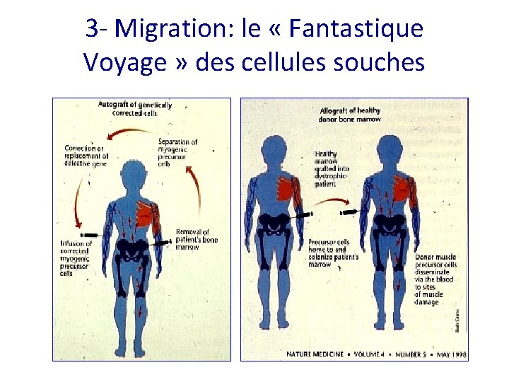 3 - Migration: le « Fantastique Voyage » des cellules souches 