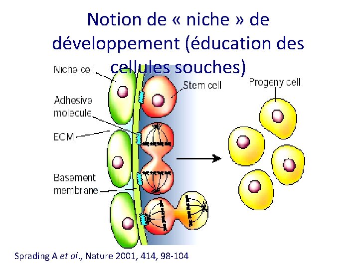 Notion de « niche » de développement (éducation des cellules souches) Sprading A et