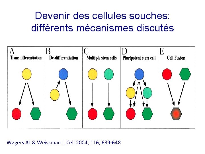 Devenir des cellules souches: différents mécanismes discutés Wagers AJ & Weissman I, Cell 2004,