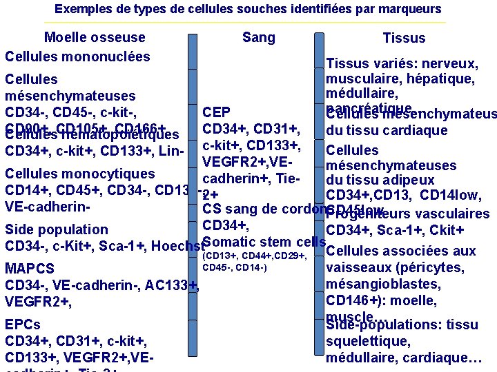 Exemples de types de cellules souches identifiées par marqueurs Moelle osseuse Cellules mononuclées Sang