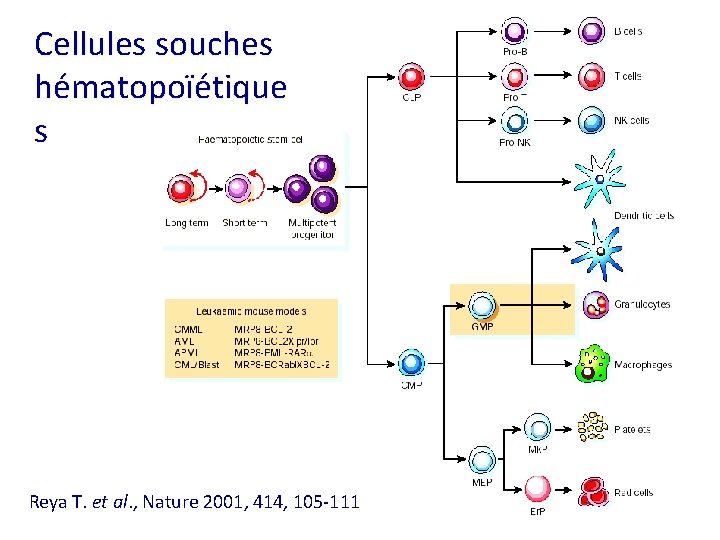 Cellules souches hématopoïétique s Reya T. et al. , Nature 2001, 414, 105 -111