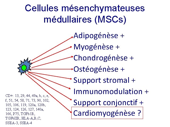 Cellules mésenchymateuses médullaires (MSCs) CD+: 13, 29, 44, 49 a, b, c, e, f,